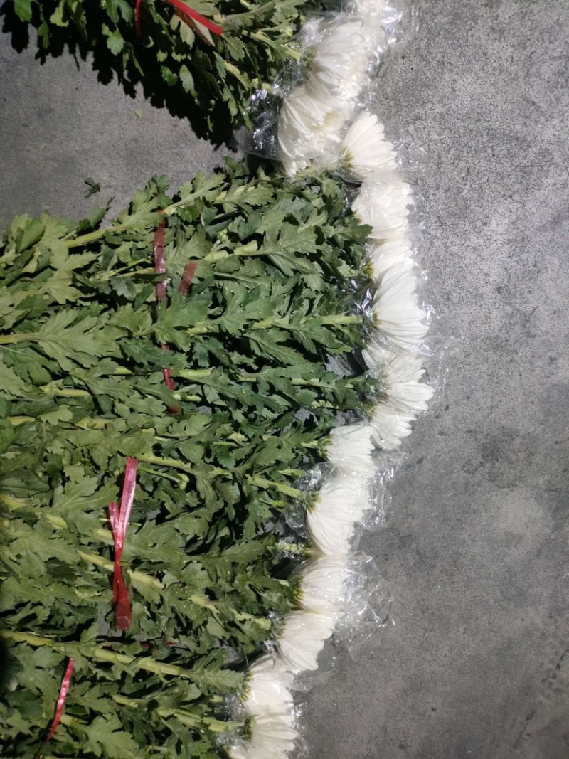 广州清明鲜切花黄菊白菊花