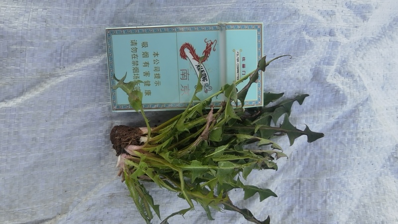 【牛商推荐】新鲜野生蒲公英，产地现挖现发货品质好价格美丽