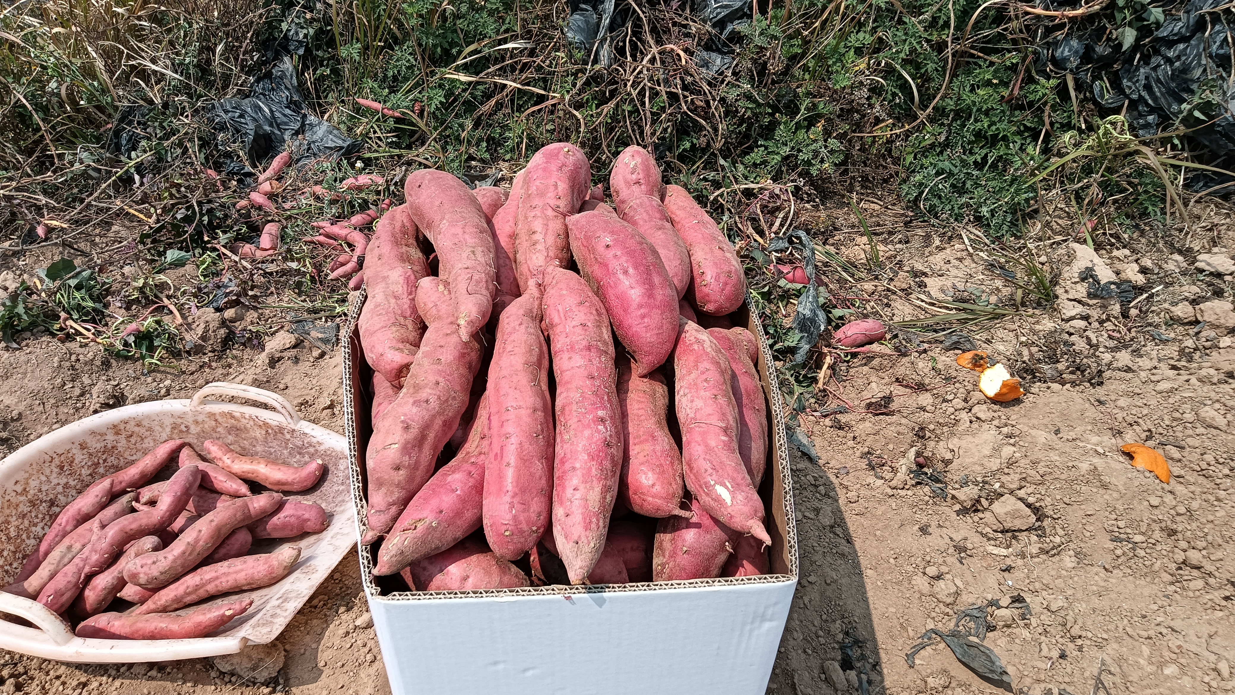 新鲜采摘的西瓜红红薯堆放在一起