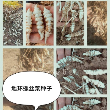 宝塔菜！地环螺丝菜！种