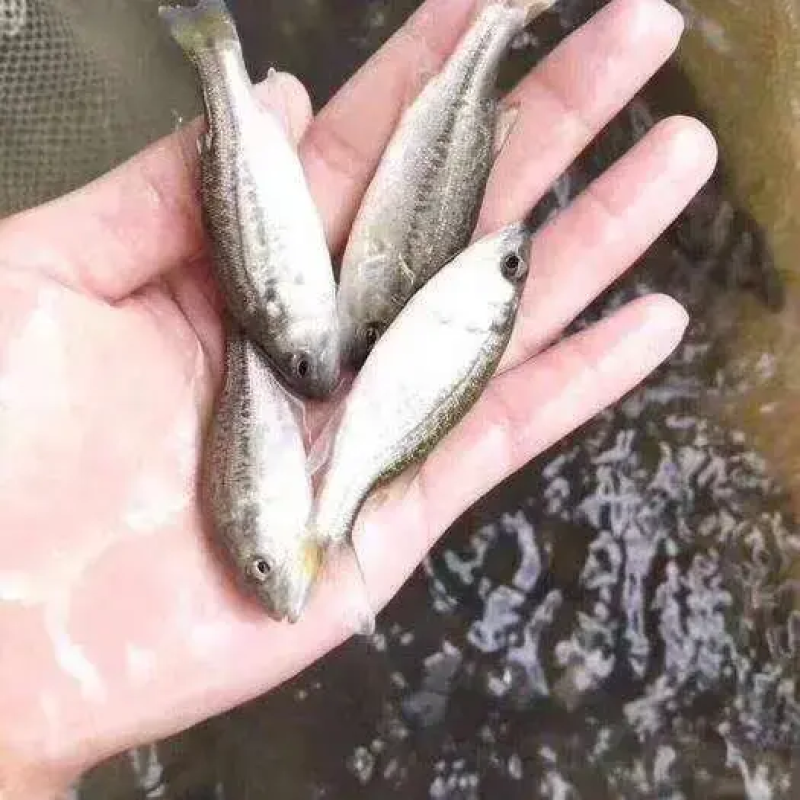 鲈鱼精品鲈鱼稳定供应质量保证可供垂钓渔场直供
