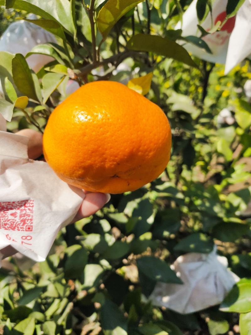 耙耙柑，春见入囗化渣汁水多纯甜，产地直供，全国发货