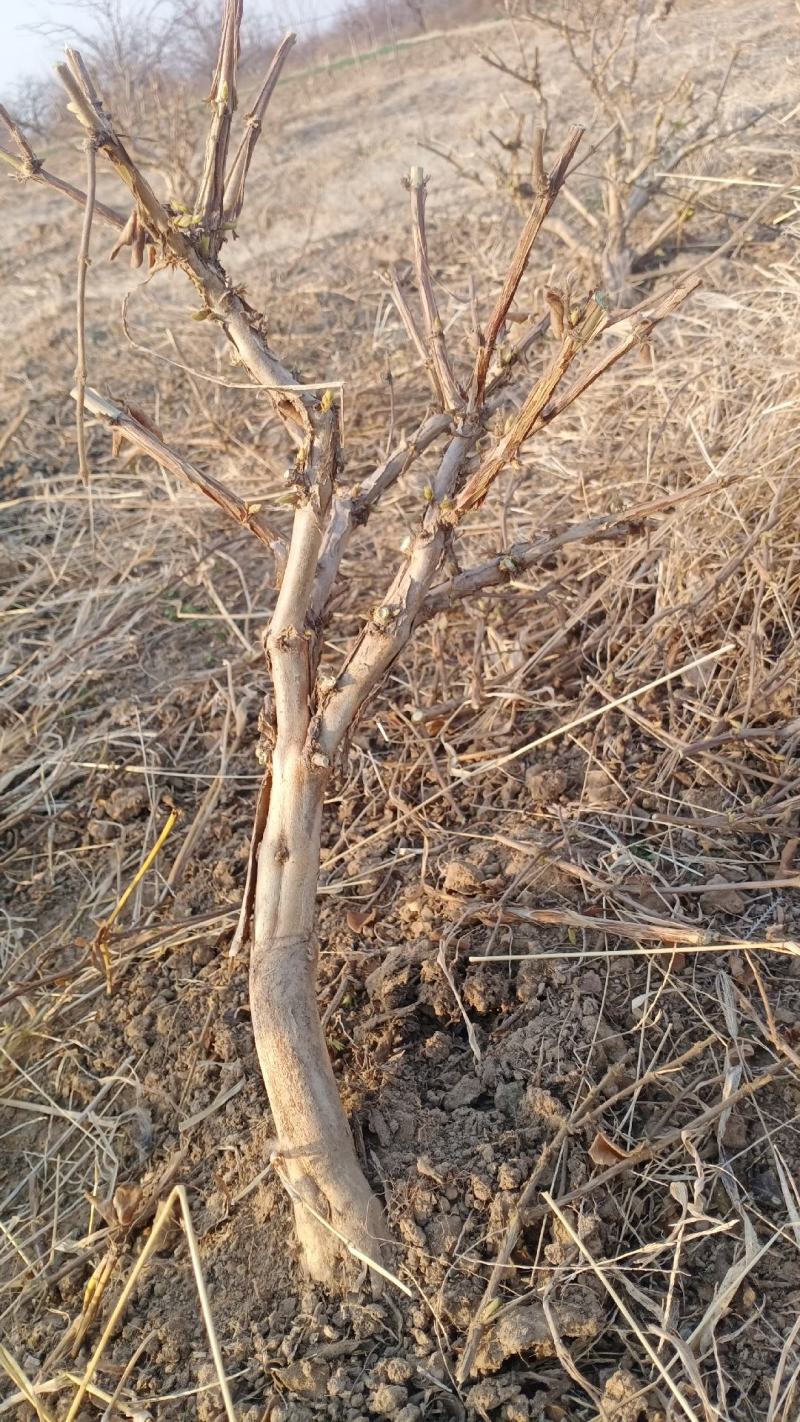金银花树大量供应货源充足有需要的可以联系我