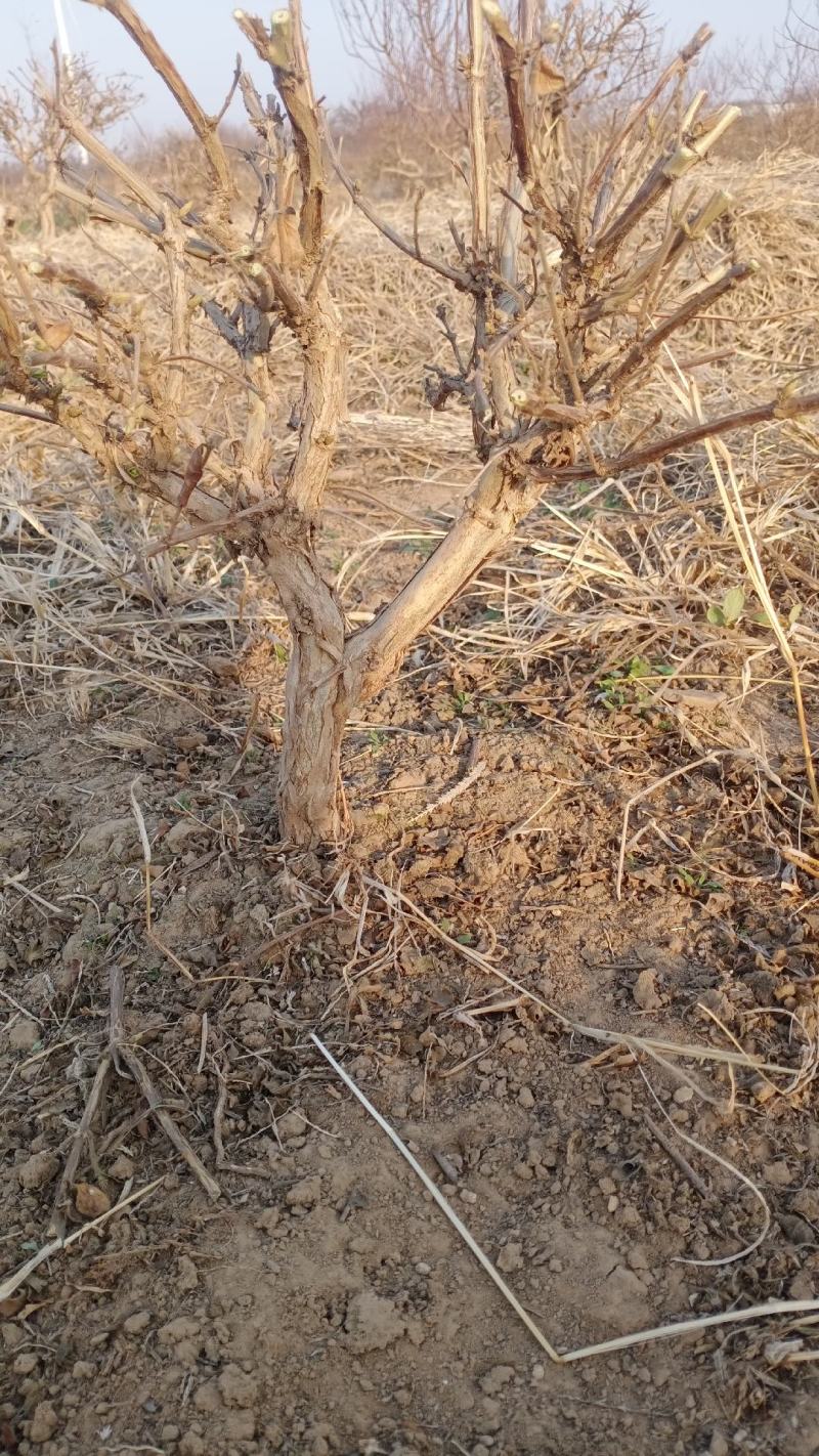金银花树大量供应货源充足有需要的可以联系我