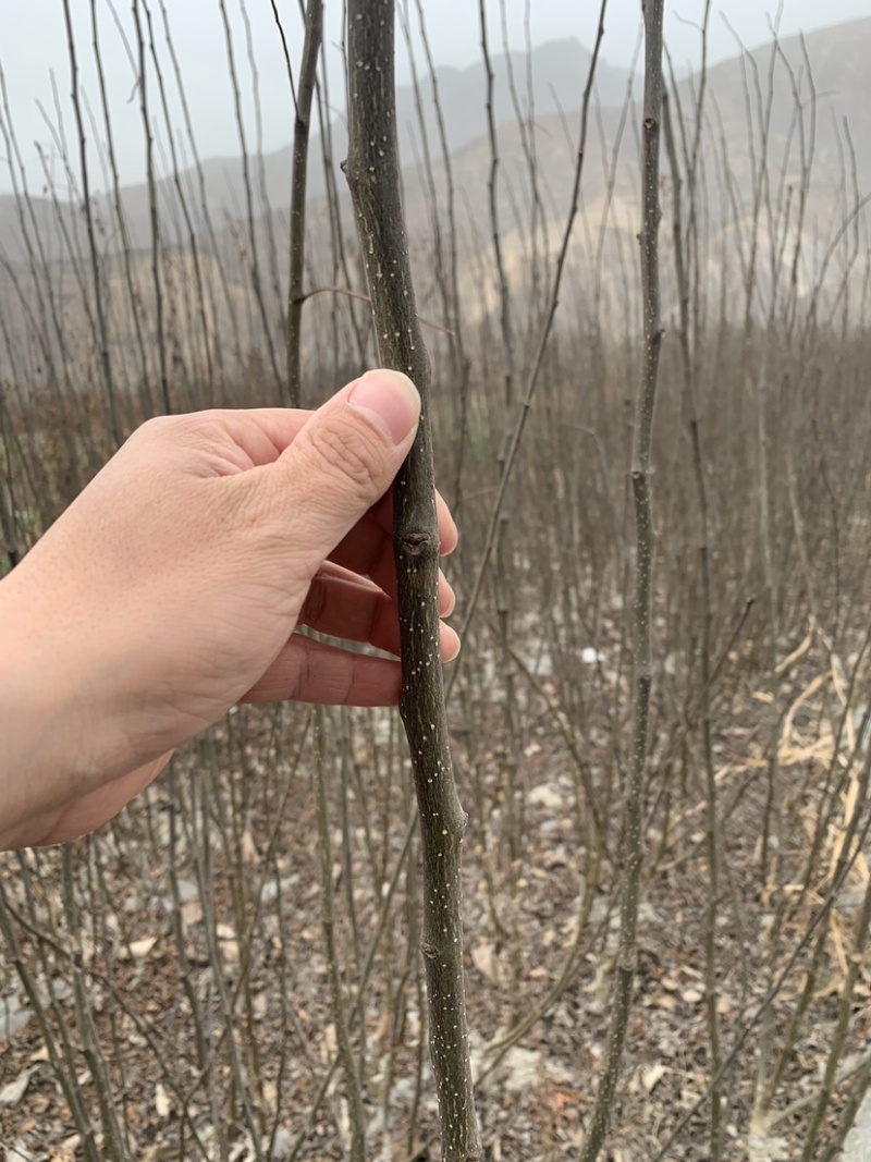 无刺花椒苗，大红袍花椒苗，花椒苗