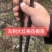 无刺花椒苗，大红袍花椒苗，花椒苗