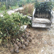 营养杯花椒苗，无刺花椒苗，大红袍花椒苗，花椒苗、狮子头