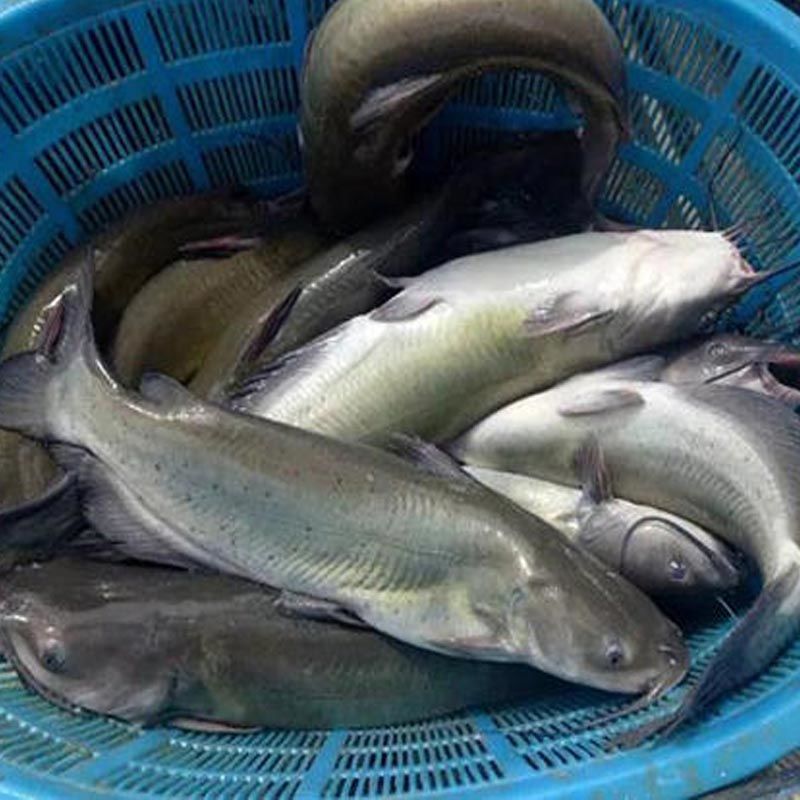 叉尾鮰鮰鱼