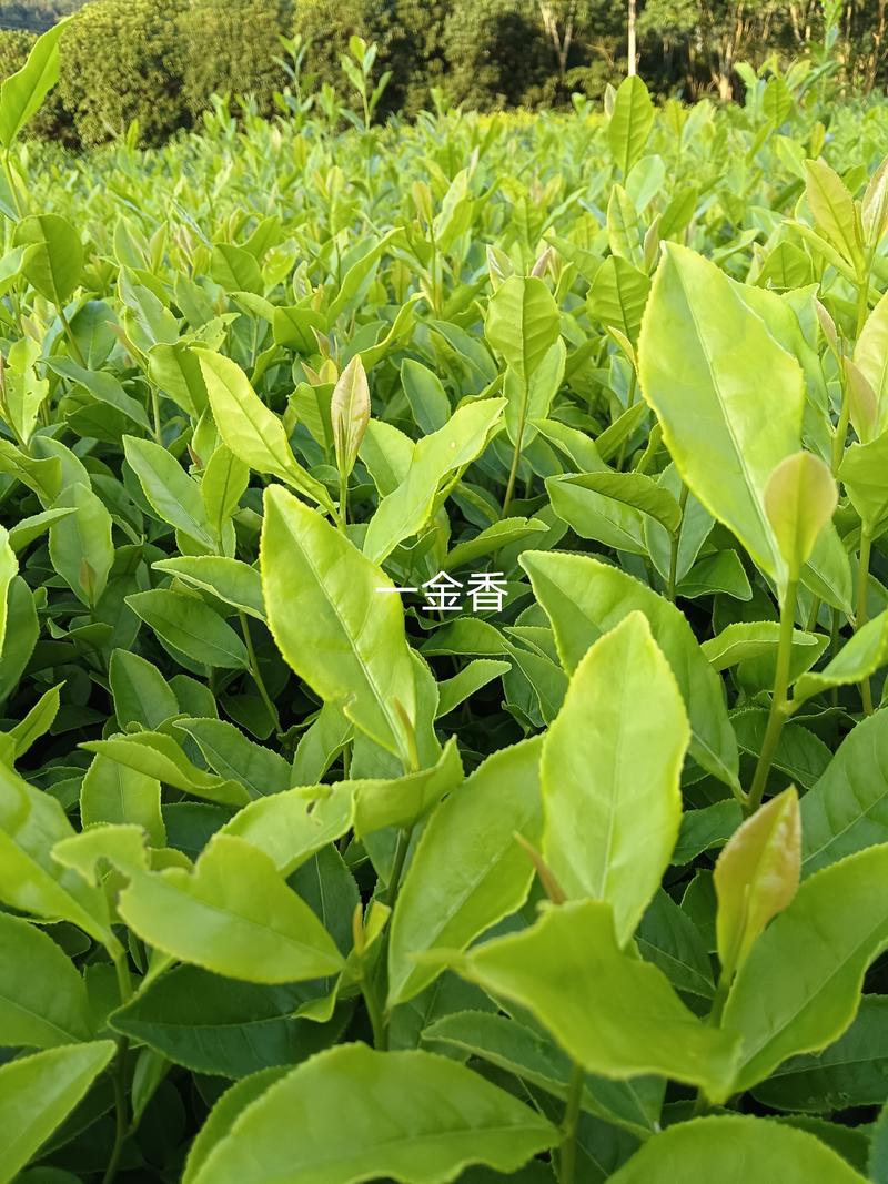 新鲜郁金香茶苗，来自新昌县，品质保证欢迎来电