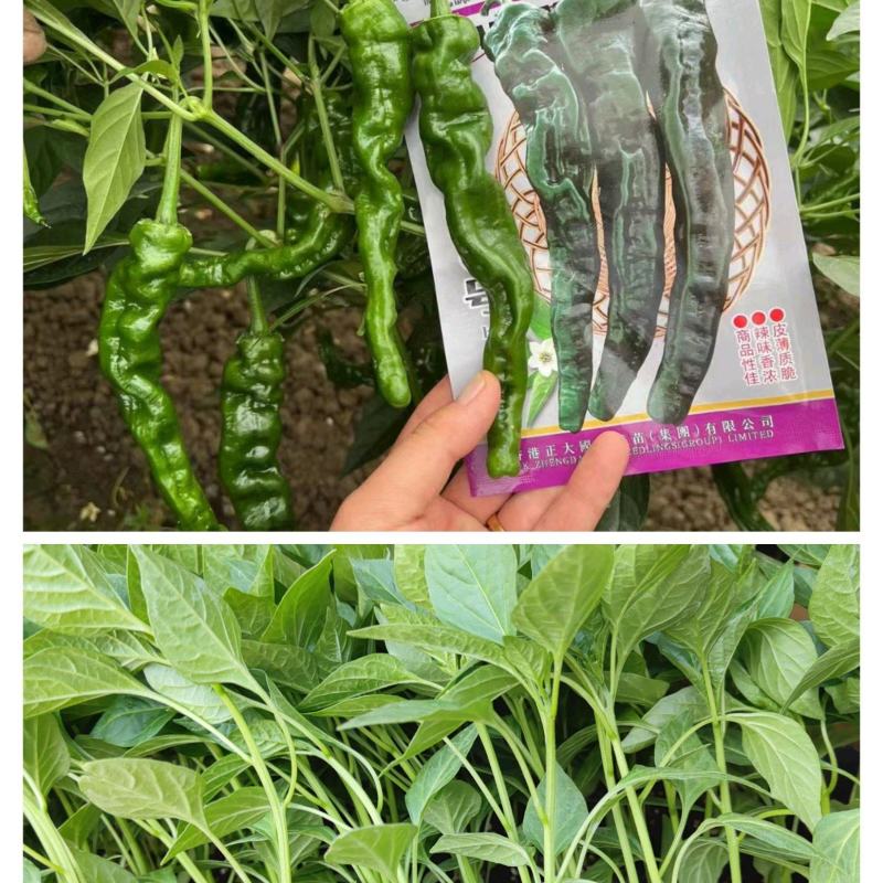 精品大黑商品性好