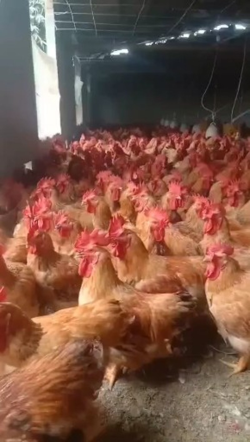 k9鸡苗k901鸡苗麻黄鸡苗技术指导基地直发