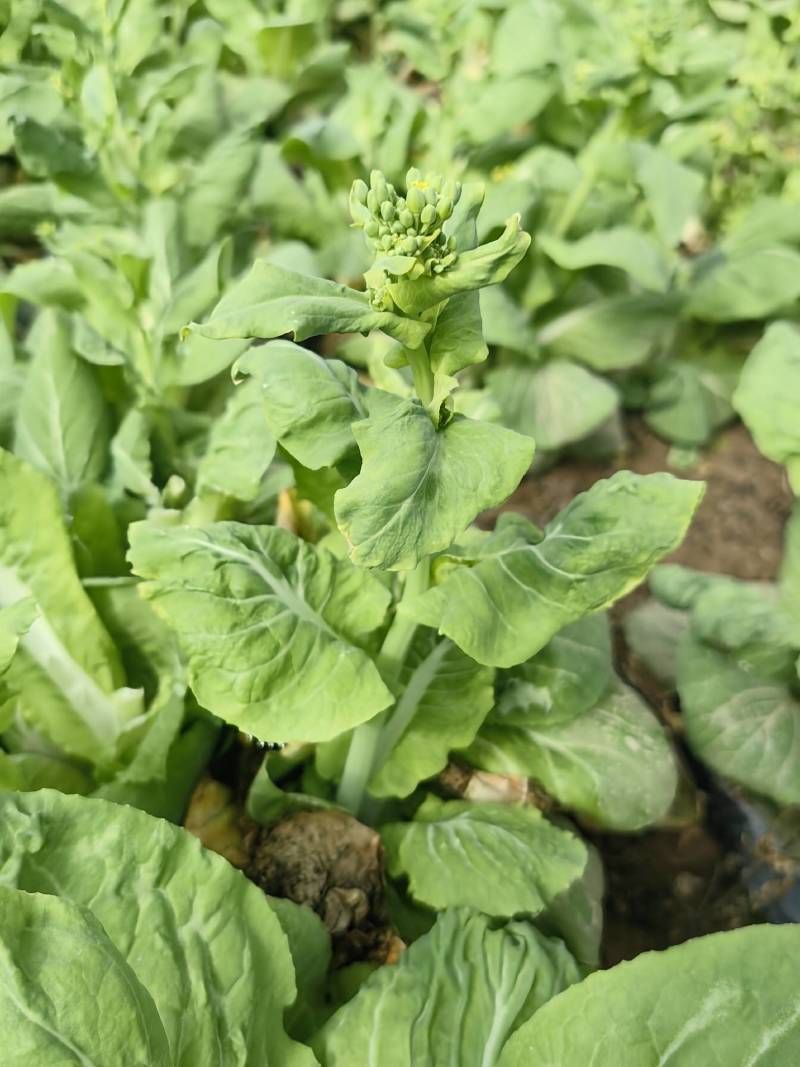 菜苔