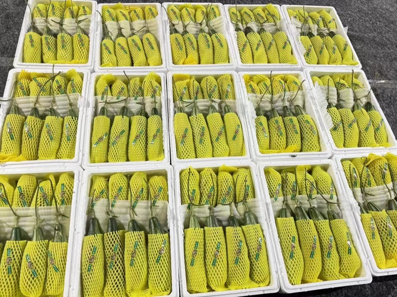 精选羊角蜜甜瓜，口感细腻，甜度十足，特惠！一条龙服务