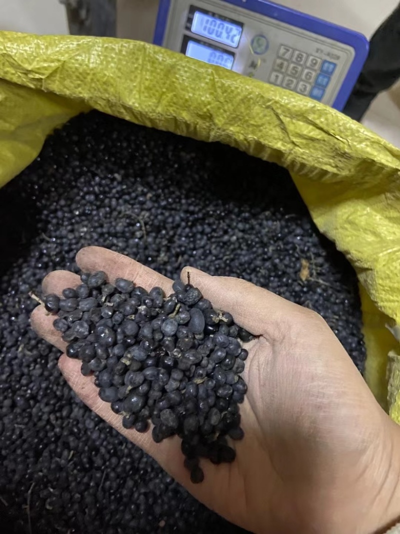 水腊种子批发供应
