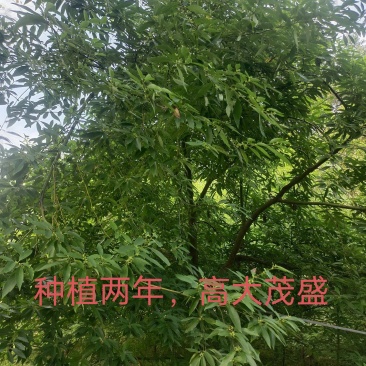 中药材木姜子山苍子山胡椒苗