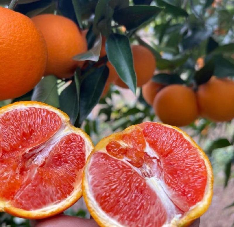 血橙中华红橙基地果园看货现摘挂树鲜橙可视频看货