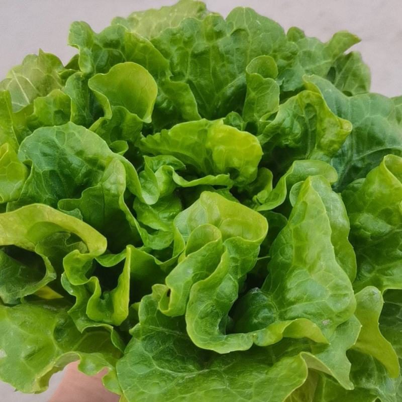 精品意大利生菜，全国发货，支持电商社区团购市场批发