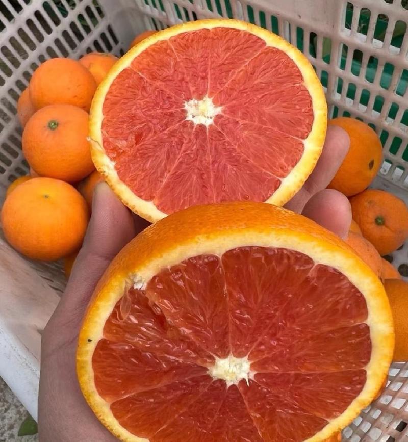 中华红橙红心脐橙挂树鲜橙基地果园看货现摘现发
