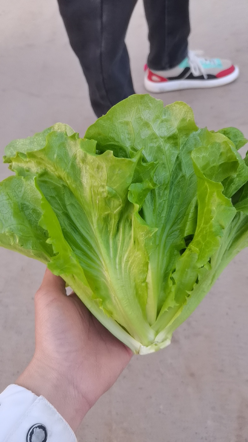精品意大利生菜，全国发货，支持电商社区团购市场批发