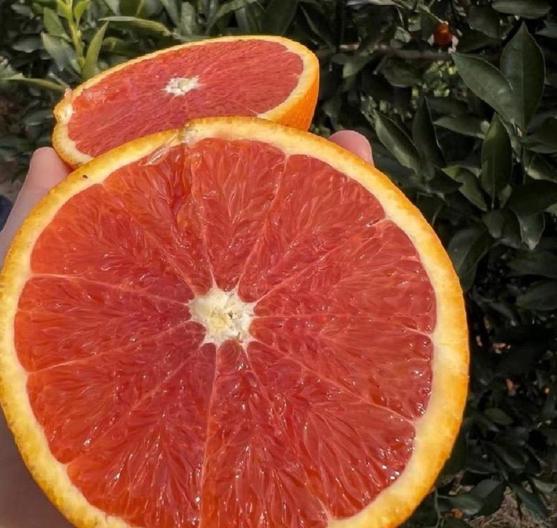 中华红橙红肉血橙基地果园挂树鲜橙看货订园现摘