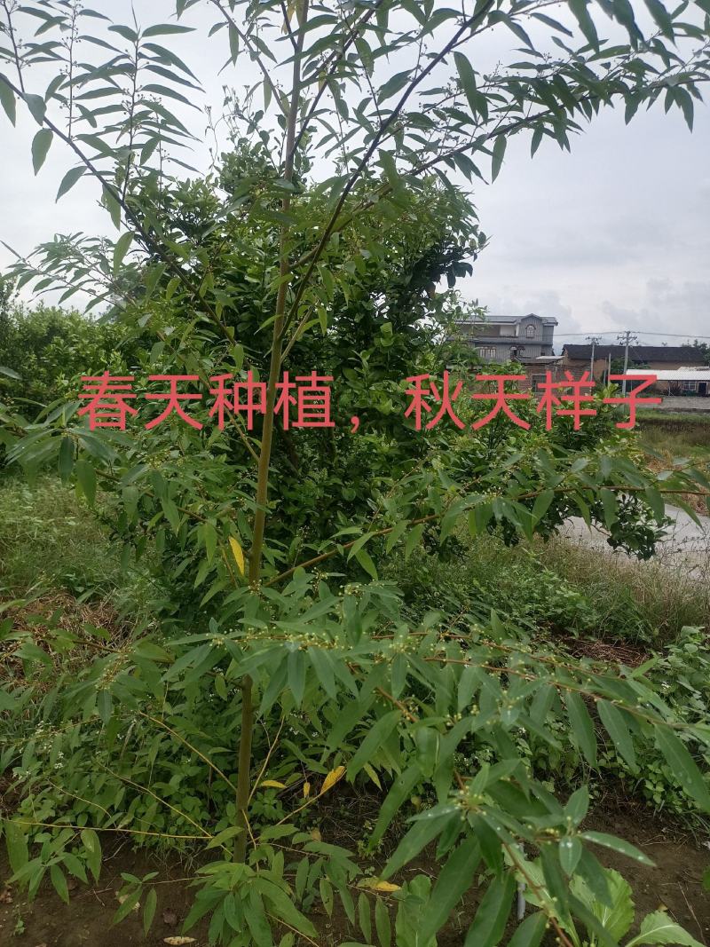 中药材木姜子山苍子山胡椒苗
