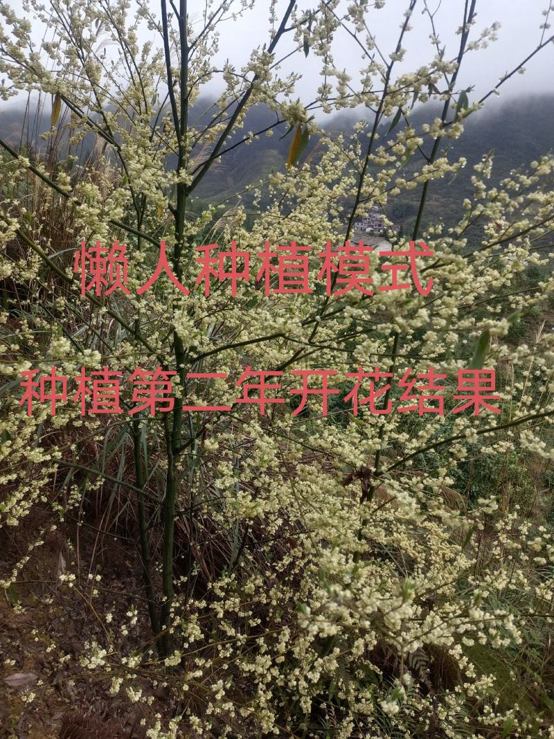 中药材木姜子山苍子山胡椒苗