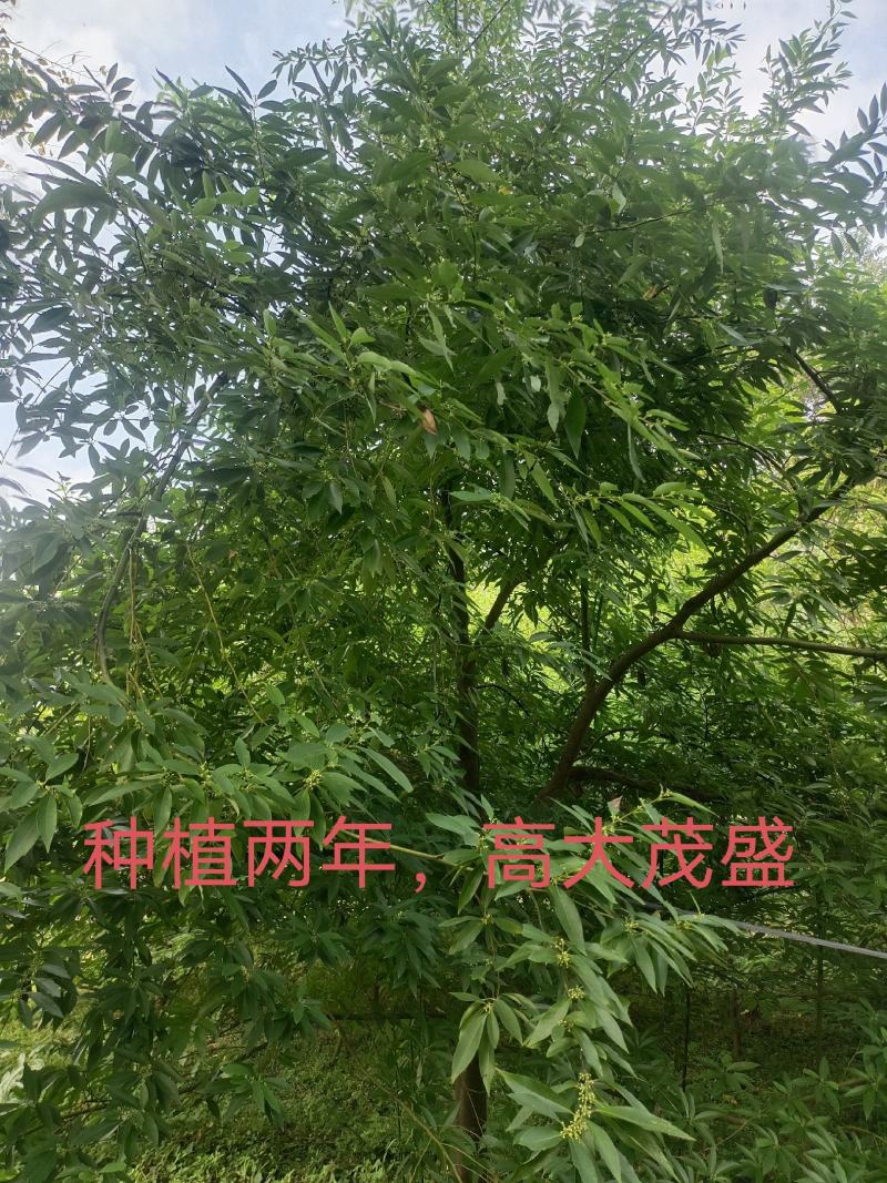 中药材木姜子山苍子山胡椒苗