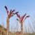 【红油香椿芽】四川大竹·巴山红香椿·大量外销