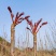 【红油香椿芽】四川大竹·巴山红香椿·大量外销