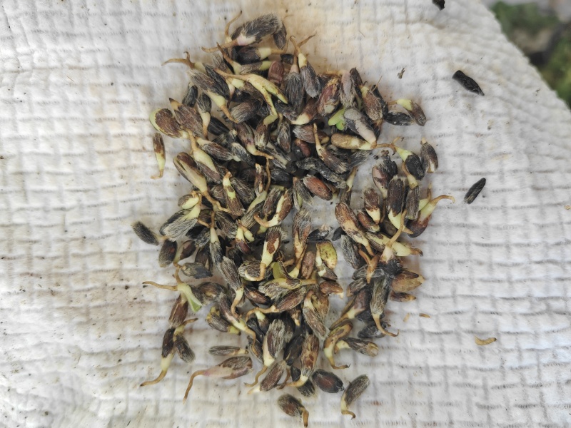 苍术种子北苍术朱砂点关苍术免费技术指导