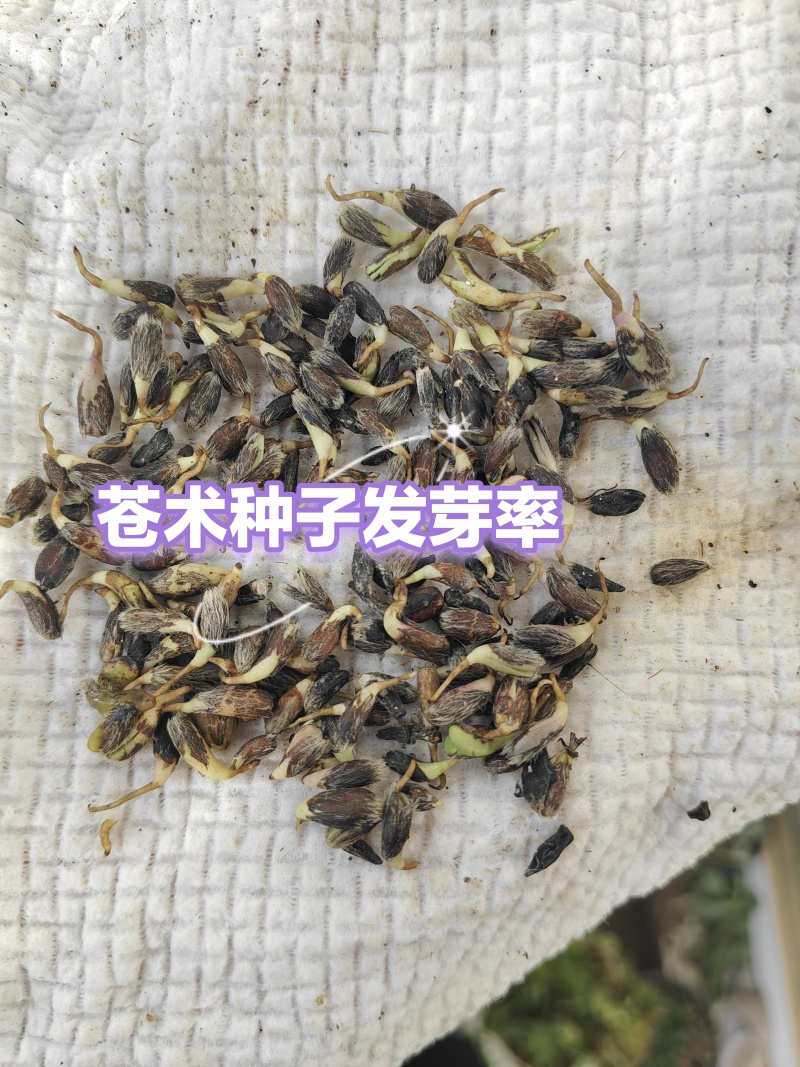 苍术种子北苍术朱砂点关苍术免费技术指导