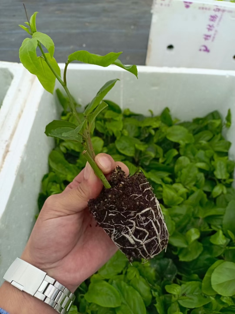 黄金百香果苗当年结果四季南方种植广西鸡蛋果树苗阳台种植