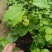 黄金百香果苗当年结果四季南方种植广西鸡蛋果树苗阳台种植