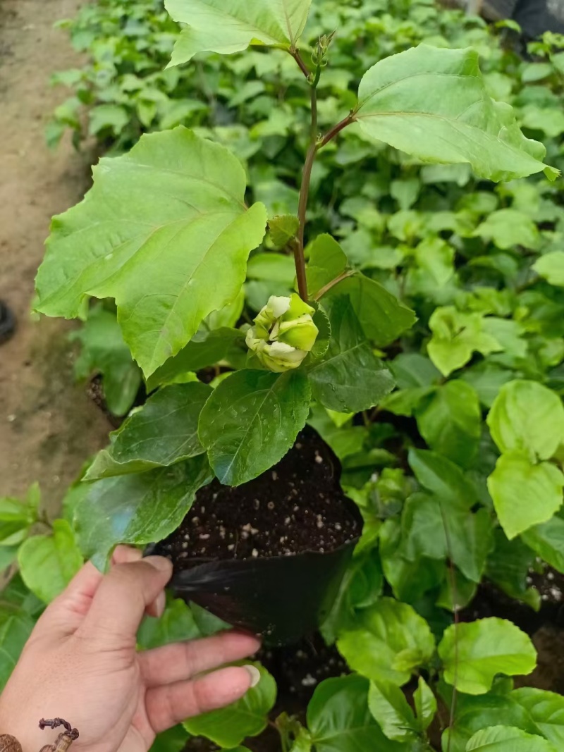 黄金百香果苗当年结果四季南方种植广西鸡蛋果树苗阳台种植