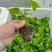 黄金百香果苗当年结果四季南方种植广西鸡蛋果树苗阳台种植