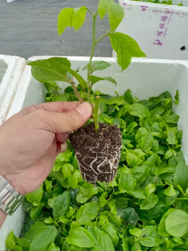 黄金百香果苗当年结果四季南方种植广西鸡蛋果树苗阳台种植