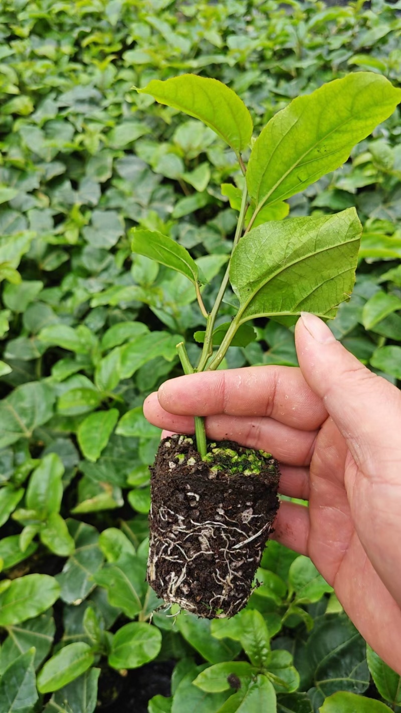 黄金百香果苗当年结果四季南方种植广西鸡蛋果树苗阳台种植