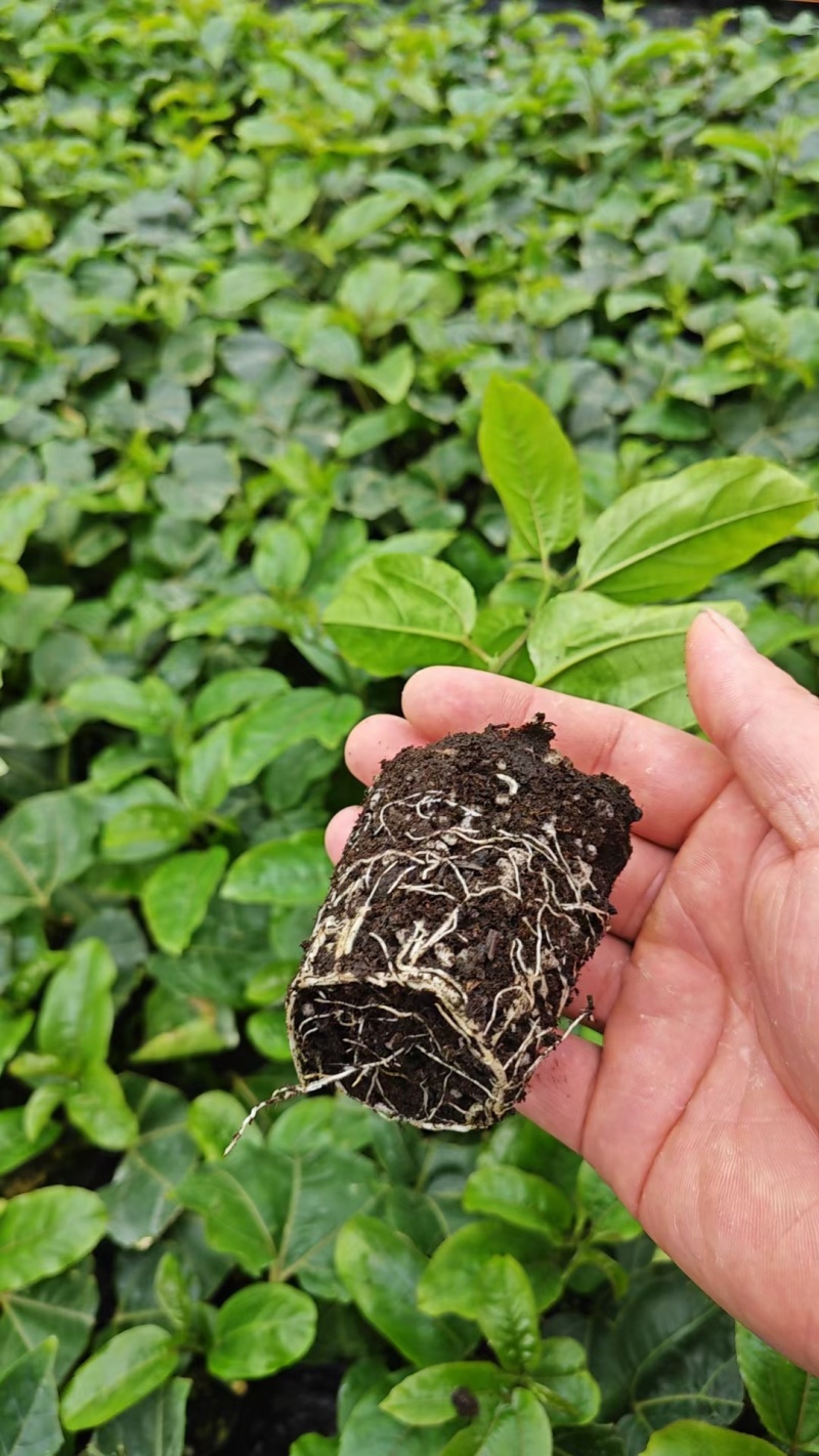 黄金百香果苗当年结果四季南方种植广西鸡蛋果树苗阳台种植