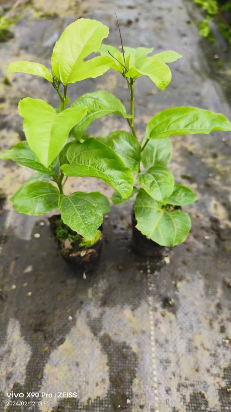 黄金百香果苗当年结果四季南方种植广西鸡蛋果树苗阳台种植