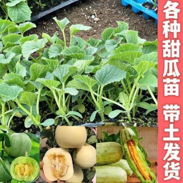超甜白沙蜜甜瓜苗东方蜜甜瓜秧苗高产薄皮香瓜苗蔬菜苗大全秧