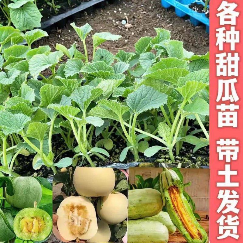 超甜白沙蜜甜瓜苗东方蜜甜瓜秧苗高产薄皮香瓜苗蔬菜苗大全秧