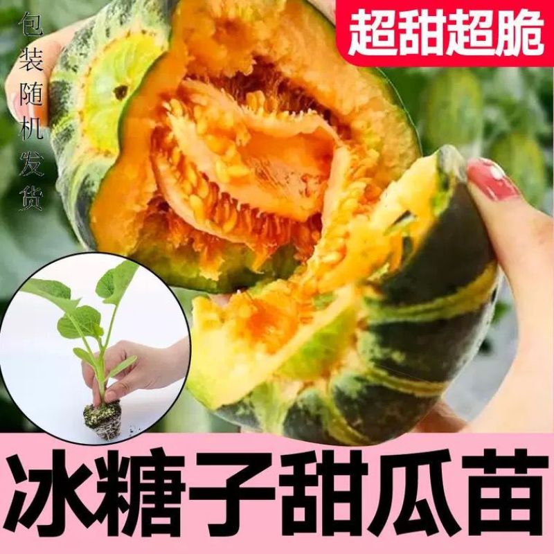 超甜白沙蜜甜瓜苗东方蜜甜瓜秧苗高产薄皮香瓜苗蔬菜苗大全秧