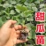 超甜白沙蜜甜瓜苗东方蜜甜瓜秧苗高产薄皮香瓜苗蔬菜苗大全秧