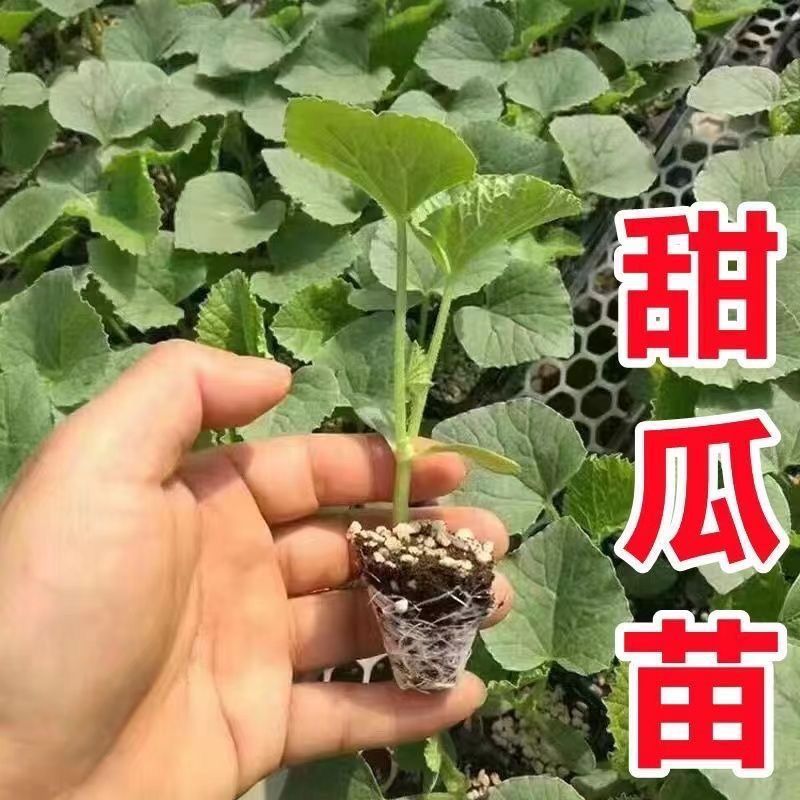 超甜白沙蜜甜瓜苗东方蜜甜瓜秧苗高产薄皮香瓜苗蔬菜苗大全秧