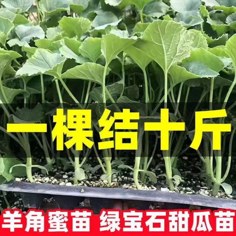超甜白沙蜜甜瓜苗东方蜜甜瓜秧苗高产薄皮香瓜苗蔬菜苗大全秧