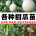 超甜白沙蜜甜瓜苗东方蜜甜瓜秧苗高产薄皮香瓜苗蔬菜苗大全秧