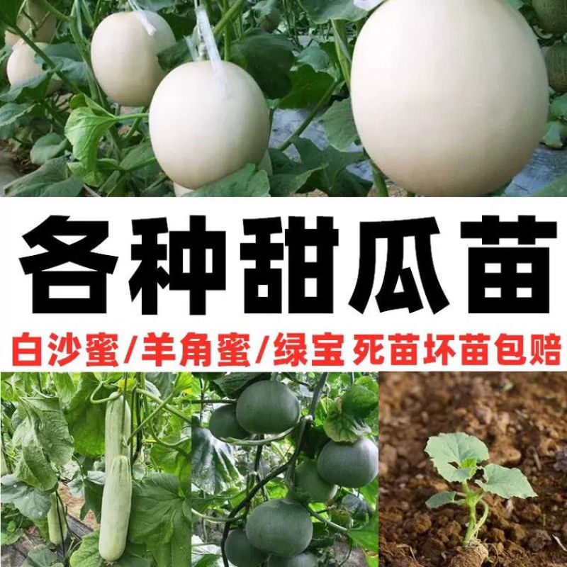 超甜白沙蜜甜瓜苗东方蜜甜瓜秧苗高产薄皮香瓜苗蔬菜苗大全秧