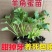 超甜白沙蜜甜瓜苗东方蜜甜瓜秧苗高产薄皮香瓜苗蔬菜苗大全秧