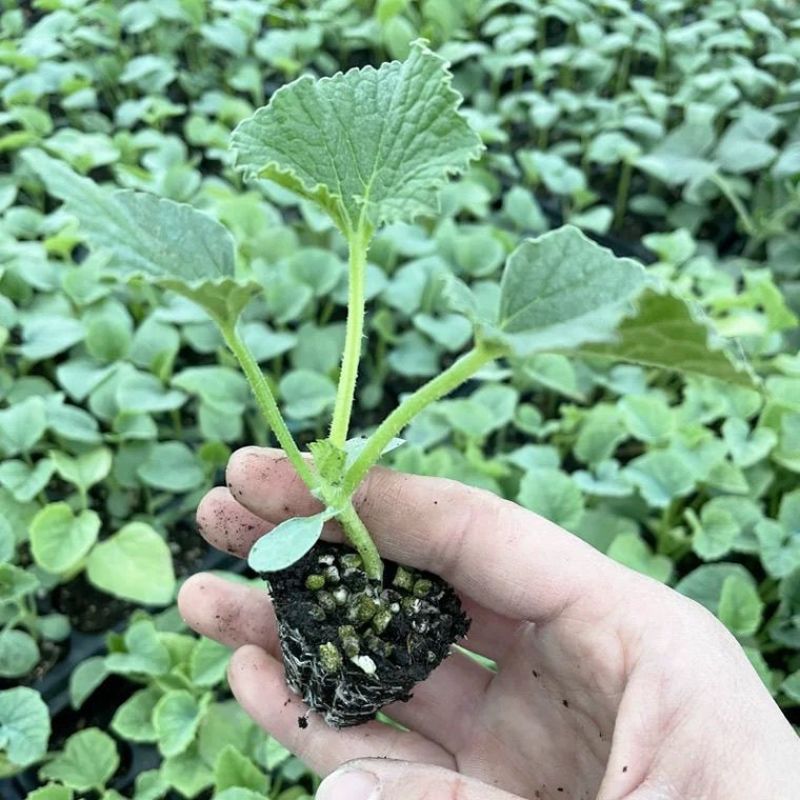 超甜白沙蜜甜瓜苗东方蜜甜瓜秧苗高产薄皮香瓜苗蔬菜苗大全秧