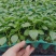 超甜白沙蜜甜瓜苗东方蜜甜瓜秧苗高产薄皮香瓜苗蔬菜苗大全秧